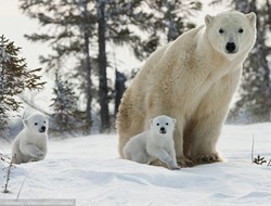 Mεγάλη μείωση του πληθυσμού πολικών αρκούδων